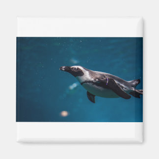 Imã Nadando Pengiun no mar.