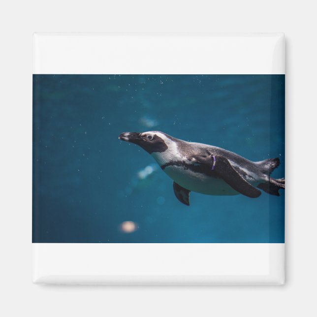 Imã Nadando Pengiun no mar. (Frente)