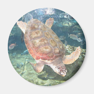 Imã Nadar Turtle Magnet