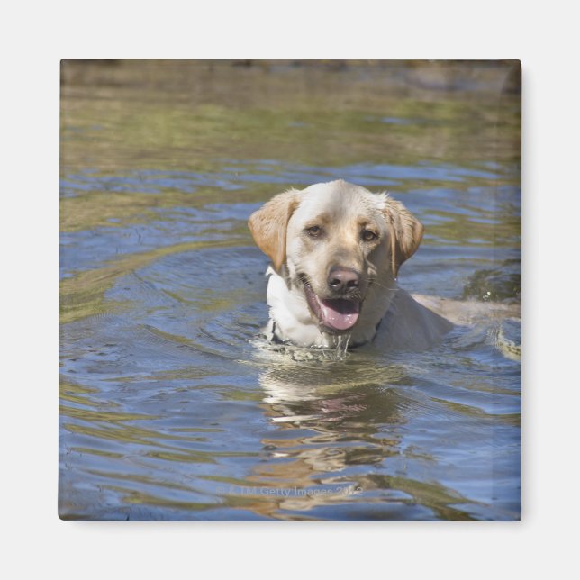 Imã Nado de cão (Frente)