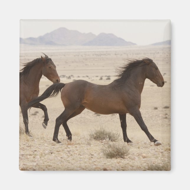 Imã Namíbia, Aus. Cavalos selvagens correndo no Namib (Frente)