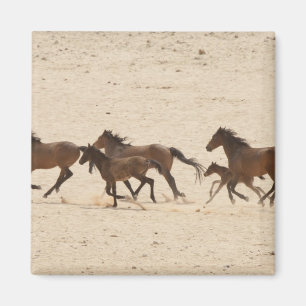 Imã Namíbia, Aus. Grupo de cavalos selvagens correndo