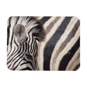 Ímã Namíbia, Parque Nacional Etosha. Detalhes de dois