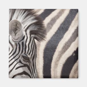 Imã Namíbia, Parque Nacional Etosha. Detalhes de dois