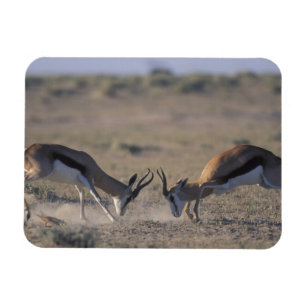 Ímã Namíbia, Parque Nacional Etosha, Dois machos