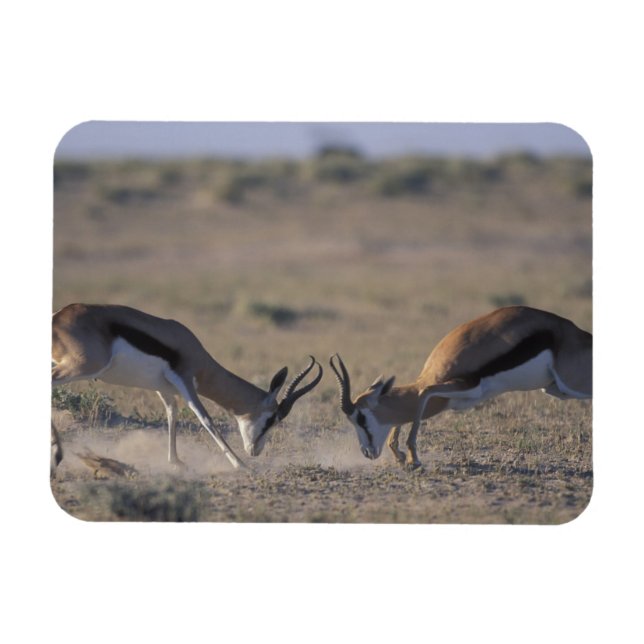 Ímã Namíbia, Parque Nacional Etosha, Dois machos (Horizontal)