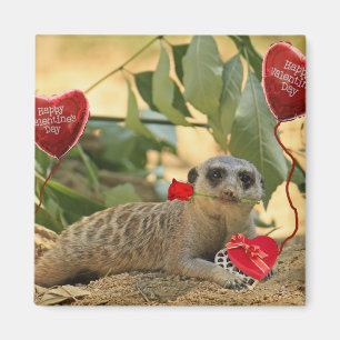 Imã Namorados Meerkat