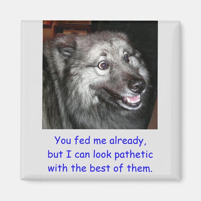 Imã Não alimente o ímã de cachorro (Frente)