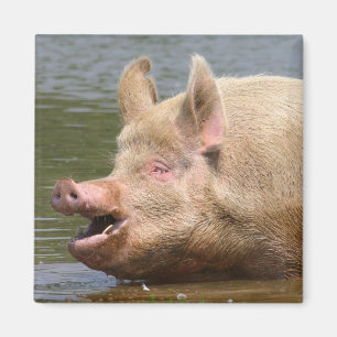 Imã Não coma isso!!