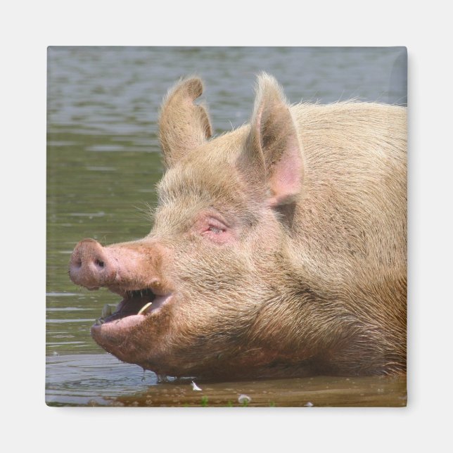 Imã Não coma isso!! (Frente)