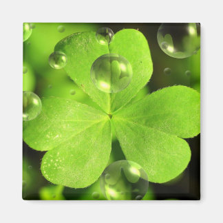 Imã Não deixe sua sorte lavar o ímã