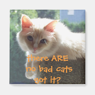 Imã Não Há Gatos Maus... Entendeu?
