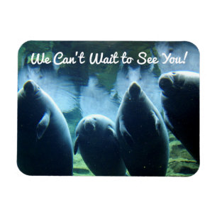 Ímã Não podemos esperar para te ver! Manatees