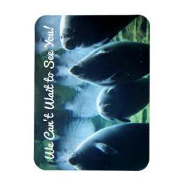 Ímã Não podemos esperar para te ver! Manatees