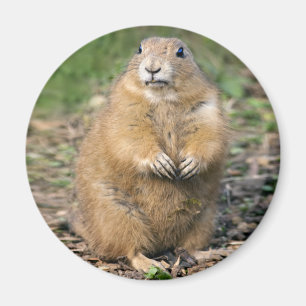 Imã Não sou Gordo, sou Fofinho Magnet