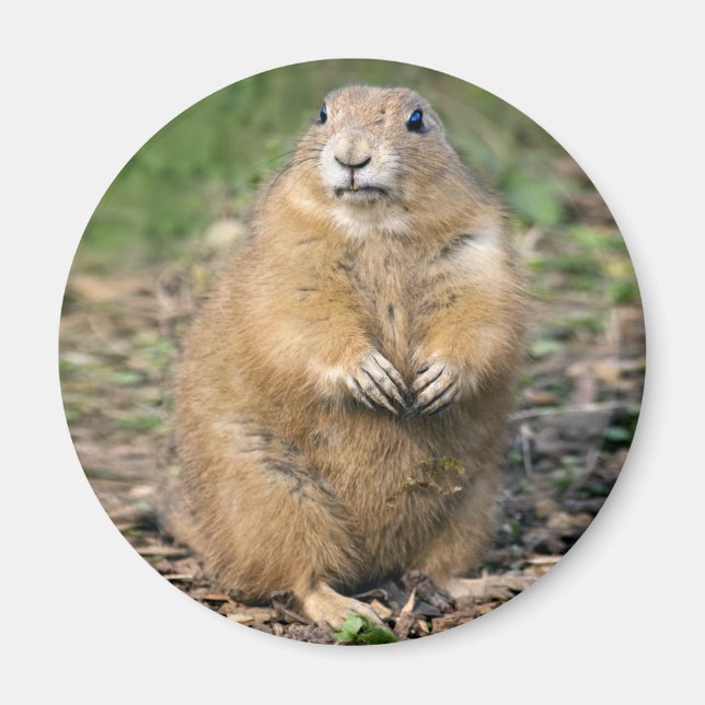 Imã Não sou Gordo, sou Fofinho Magnet (Frente)