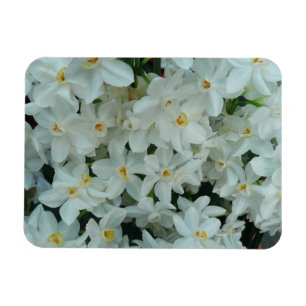 Ímã Narciso Branco Delicado de Paperwhite Flores