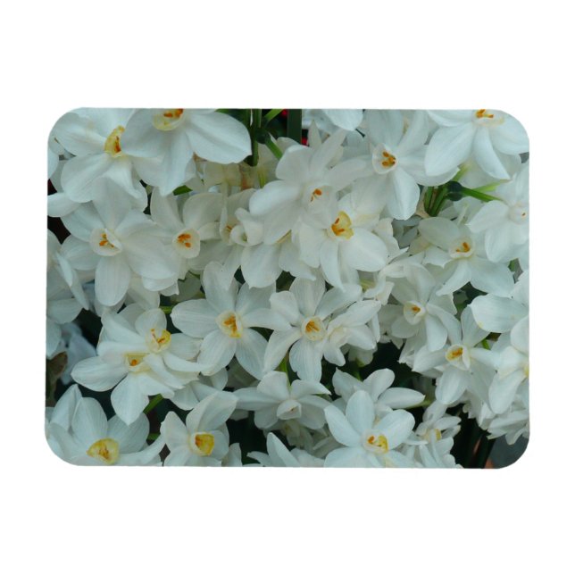 Ímã Narciso Branco Delicado de Paperwhite Flores (Horizontal)