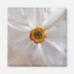 Imã narciso branco pérola