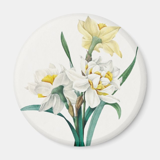 Imã Narciso Duplo, Pierre-Joseph Redouté, 1827 (Frente)