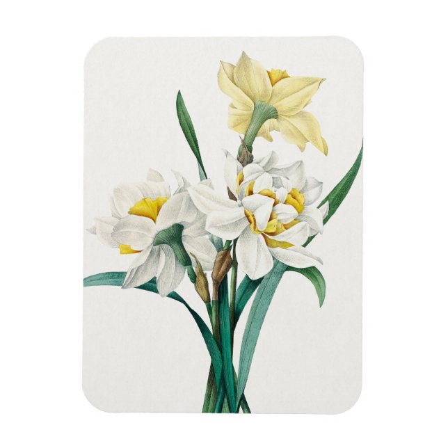 Ímã Narciso Duplo, Pierre-Joseph Redouté, 1827 (Vertical)