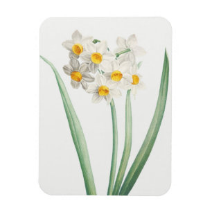 Ímã Narciso, Pierre-Joseph Redouté, 1805