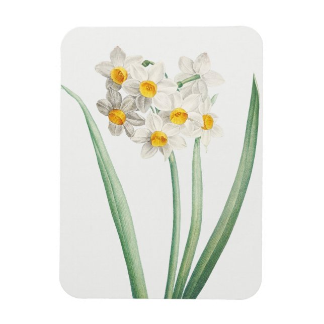 Ímã Narciso, Pierre-Joseph Redouté, 1805 (Vertical)