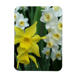 Ímã Narcisos