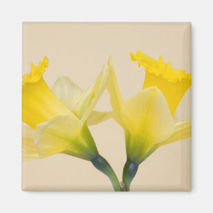 Imã Narcisos amarelos