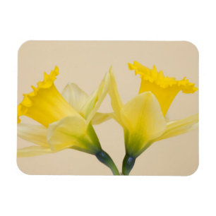 Ímã Narcisos amarelos