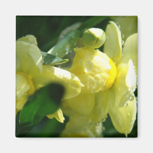 Imã Narcisos Com Gotículas de Água