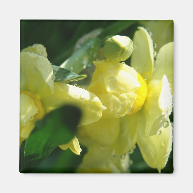 Imã Narcisos Com Gotículas de Água (Frente)