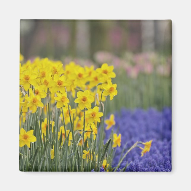 Imã Narcisos e Jacintos-de-uva, Keukenhof (Frente)