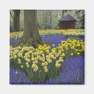 Imã Narcisos, jacintos e jardim de tulipas,
