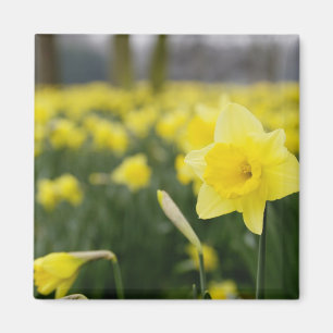 Imã Narcisos (RF)