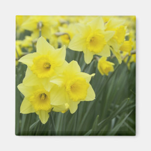 Imã Narcisos RF)