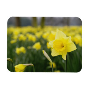 Ímã Narcisos (RF)