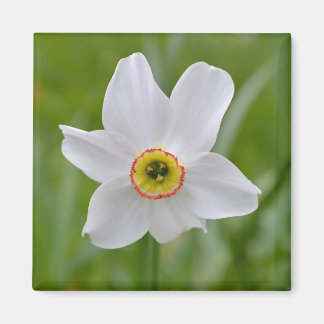 Imã Narcissus: Magneta de Flor Recorrente