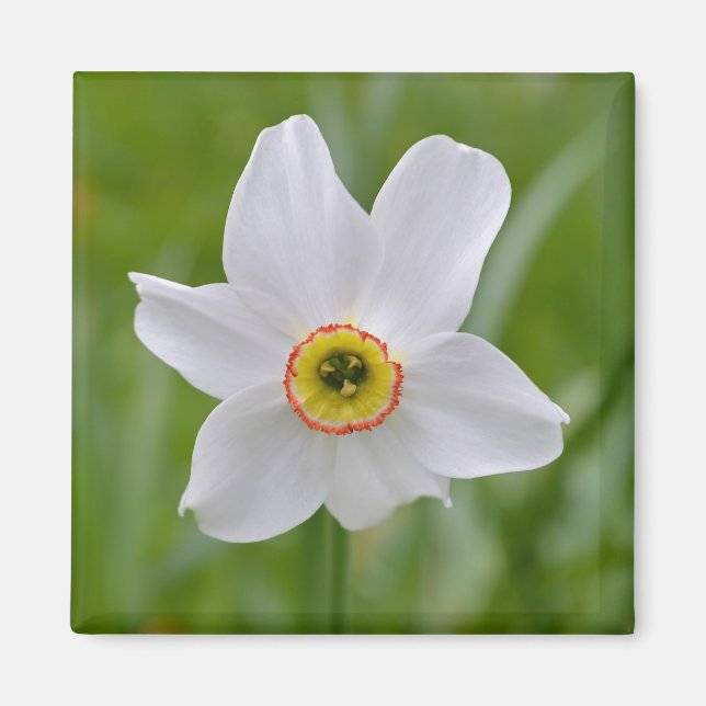 Imã Narcissus: Magneta de Flor Recorrente (Frente)
