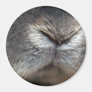 Imã nariz de coelho