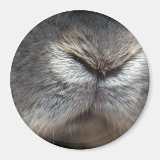 Imã nariz de coelho