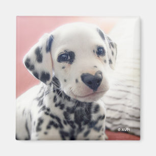 Imã Nariz de Coração Dalmata