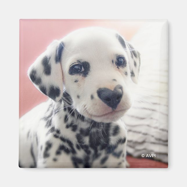 Imã Nariz de Coração Dalmata (Frente)