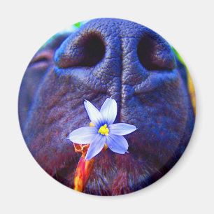 Imã Nariz preto da mistura do laboratório, imagem rox