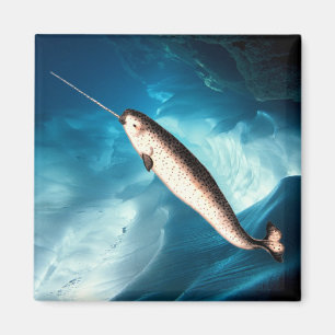 Imã Narwhal Magnet