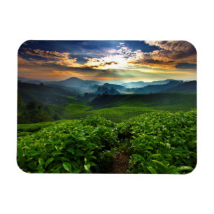 Ímã Nascer do sol sobre a fazenda do chá