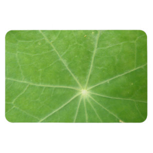 Ímã Nasturtium Leaf Premium Magnet