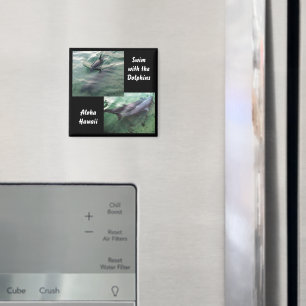 Imã Natação com golfinhos no Havaí