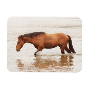 Ímã Natação da manhã para um cavalo