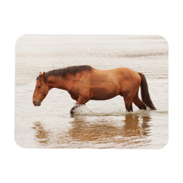 Ímã Natação da manhã para um cavalo (Horizontal)